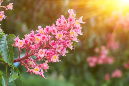 Foto de Natural spring background. Blooming pink chestnut tree close-up. Blurred background. - Imagen libre de derechos