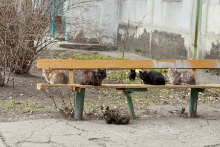Foto de Many cats bask in the sun on a bench in a city public park. The cat is sitting on the bench. City homeless cats. The problem of stray animals. - Imagen libre de derechos