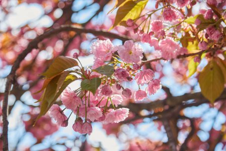 Téléchargez les photos : Cherry Blossoms in spring with Soft focus, Sakura season, Background. - en image libre de droit