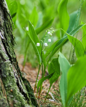 Photo for Lily of the valley Convallaria majalis, blooming in the spring forest, close-up - Royalty Free Image