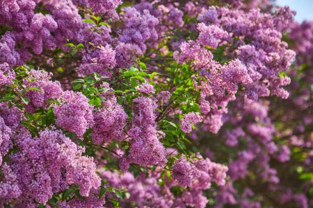 Foto de Hermosa rama de flores lila sobre un fondo verde, fondo de primavera natural, enfoque selectivo suave. Foto de alta calidad - Imagen libre de derechos