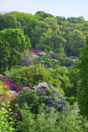 Foto de Sunny day in lilac alley in a botanical garden in europe - Imagen libre de derechos