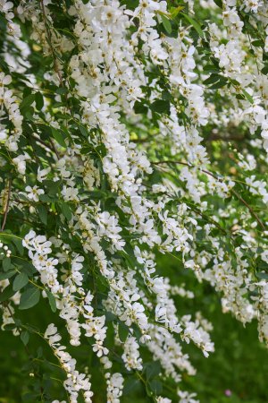 Foto de Árbol de acacia floreciendo en la primavera. Rama de flores con fondo verde. Flor de acacia blanca, día soleado. Abundante floración. Fuente de néctar para la miel tierna y fragante. - Imagen libre de derechos