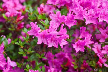 Téléchargez les photos : Encre macro rhododendron, gros plan, floraison luxuriante dans la pépinière de rhododendrons. - en image libre de droit