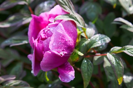 Téléchargez les photos : Blooming peony flowers. Pink peony flowers on a background of green foliage - en image libre de droit