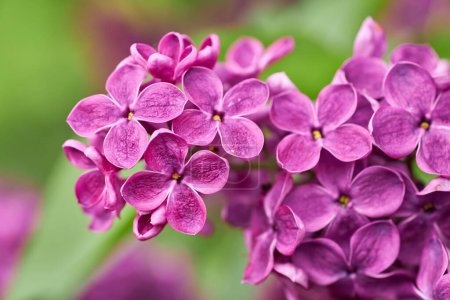 Foto de Hermosas flores lila púrpura. Macro foto de flores de primavera lila. Fondo floral. - Imagen libre de derechos