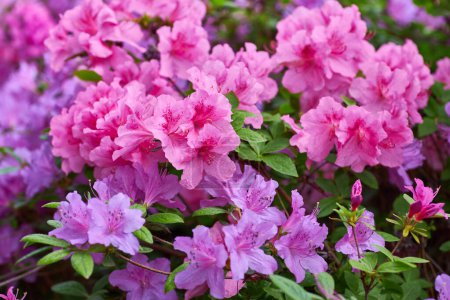 Téléchargez les photos : Un grand buisson en fleurs Rhododendron dans le jardin botanique. Beaucoup de fleurs roses Rhododendron, beau fond. - en image libre de droit