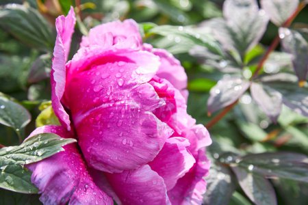 Téléchargez les photos : Fleur de pivoine rose en gouttes de rosée de près. Concentration sélective. - en image libre de droit