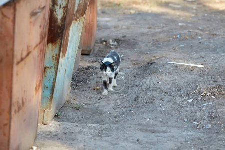 Foto de Spotted street cat walks. Yard abandoned cat looks at people. Pedigree pet. Homeless animal. - Imagen libre de derechos