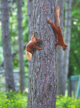 Foto de Two cute baby squirrels standing on a tree. - Imagen libre de derechos