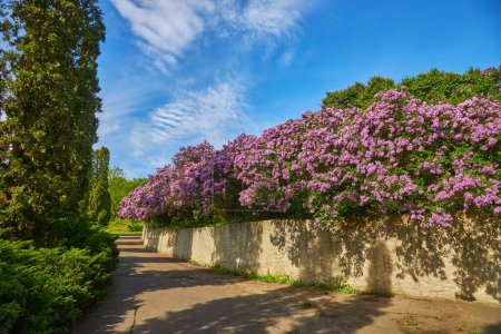 Foto de Lilac alley leading to Vydubichi monastery in Hryshko National Botanical Garden with Left bank view, Kiyv, Ukraine - Imagen libre de derechos