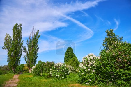 Téléchargez les photos : Sunny day in lilac alley in a botanical garden in europe - en image libre de droit