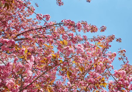 Téléchargez les photos : Beautiful cherry blossoms sakura in spring time over blue sky. - en image libre de droit