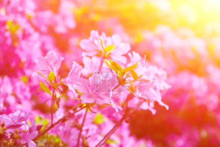 Téléchargez les photos : Encre macro rhododendron, gros plan, floraison luxuriante dans la pépinière de rhododendrons. - en image libre de droit