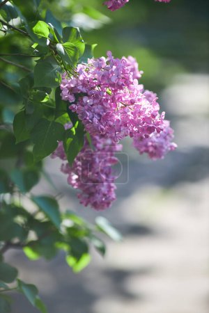 Photo for Beautiful lilac flowers with selective focus. Purple lilac flowers with blurred green leaves. Spring blossoms. Blooming lilac bushes with tender tiny flowers. Purple lilac flowers on bushes. - Royalty Free Image