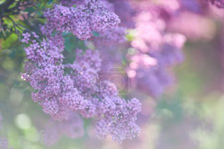 Téléchargez les photos : Branches of lilac flowers on a background of green leaves. Spring. - en image libre de droit