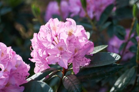 Téléchargez les photos : Un grand buisson en fleurs Rhododendron dans le jardin botanique. Beaucoup de fleurs roses Rhododendron, beau fond. - en image libre de droit