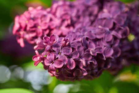 Photo for Macro image of Lilac flowers. Abstract floral background. Very shallow depth of field, selective focus - Royalty Free Image
