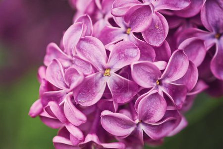 Foto de Macro imagen de flores lila. Fondo floral abstracto. Profundidad de campo muy superficial, enfoque selectivo - Imagen libre de derechos