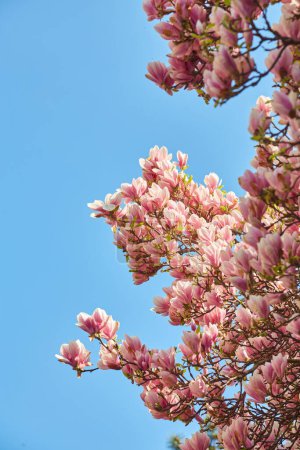 Foto de Beautiful magnolia tree. Close up magnolia flowers. Spring in Uzhgorod, Ukraine. - Imagen libre de derechos