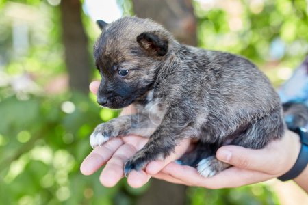 Photo for Small newborn puppy in female hands. A beautiful and cute puppy in her arms. Funny little puppy. - Royalty Free Image