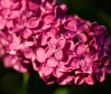 Téléchargez les photos : Belles fleurs lilas pourpres. Macro photo de fleurs de printemps lilas. Fond floral. - en image libre de droit