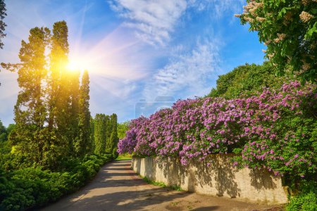Photo for Beautiful lilac alley in the botanical garden. - Royalty Free Image