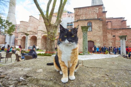 Photo for A street cat sitting peacefully at the exit of Hagia Sofia in the Sultanahmet district in Istanbul, Turkey - Royalty Free Image