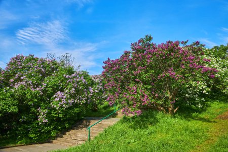 Lilac alley leading to Vydubichi monastery in Hryshko National Botanical Garden with Left bank view, Kiyv, Ukraine