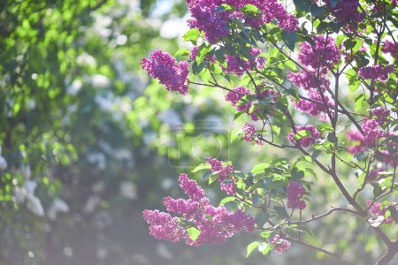 Téléchargez les photos : Belles fleurs lilas branche sur un fond vert, fond naturel de printemps, foyer sélectif doux. Photo de haute qualité - en image libre de droit