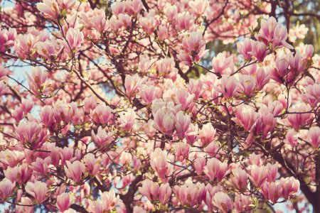 Foto de Beautiful magnolia tree. Close up magnolia flowers. Spring in Uzhgorod, Ukraine. - Imagen libre de derechos