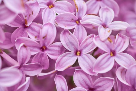 Téléchargez les photos : Macro image de fleurs de lilas. Fond floral abstrait. Très faible profondeur de champ, mise au point sélective - en image libre de droit