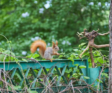 Foto de The red squirrel is a species of tree squirrel in the genus Sciurus, common in Europe and Asia. - Imagen libre de derechos