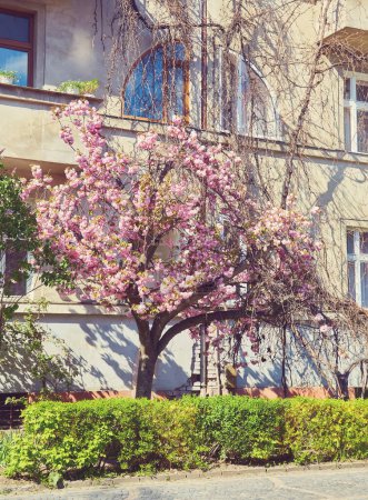 Photo for Beautiful blooming sakura trees in alley. Pink sakura flowers on branches in sunny light in spring city street, landscape view. Enjoying spring in the city - Royalty Free Image