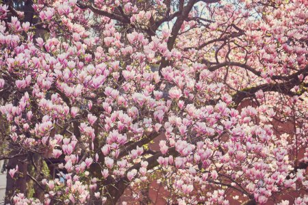 Foto de Beautiful magnolia trees. Close up magnolia flowers. Spring in Uzhgorod, Ukraine. - Imagen libre de derechos