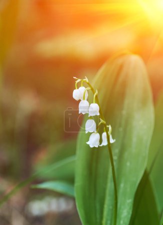 Téléchargez les photos : Lis de la vallée belles fleurs blanches dans la forêt - en image libre de droit