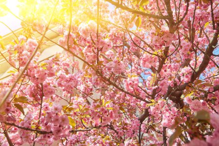 Foto de Beautiful cherry blossoms sakura in spring time over blue sky. - Imagen libre de derechos
