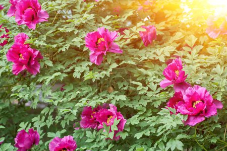 Foto de Pink peony flowers in dew drops close up. Selective focus. - Imagen libre de derechos