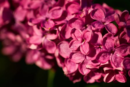 Photo for Macro image of Lilac flowers. Abstract floral background. Very shallow depth of field, selective focus - Royalty Free Image