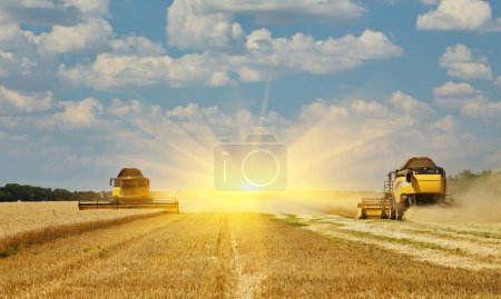 Téléchargez les photos : Combine harvester harvests ripe wheat. agriculture. Harvesting, rural life - en image libre de droit