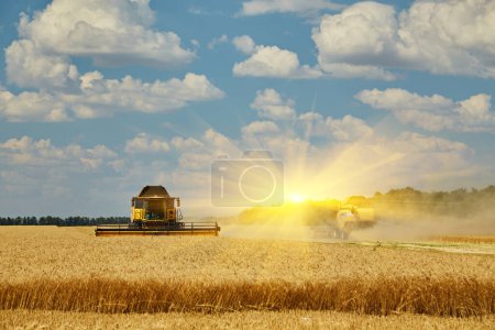 Foto de Cosechadora cosechadora corte trigo, verano paisaje de campos interminables bajo el cielo azul con nubes - Imagen libre de derechos