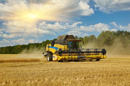 Photo for Combine harvester harvests ripe wheat. agriculture. Harvesting, rural life - Royalty Free Image