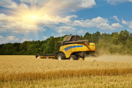 Photo for Combine harvester harvests ripe wheat. agriculture. Harvesting, rural life - Royalty Free Image
