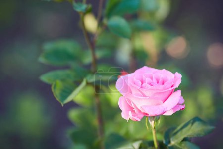 Téléchargez les photos : Closeup of pink rose bush with green background - en image libre de droit