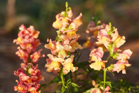 Téléchargez les photos : Delphinium elatum close up background. Fleurs multicolores Larkspur. Delphinium putple, bleu, fleurs roses pousse dans le jardin - en image libre de droit