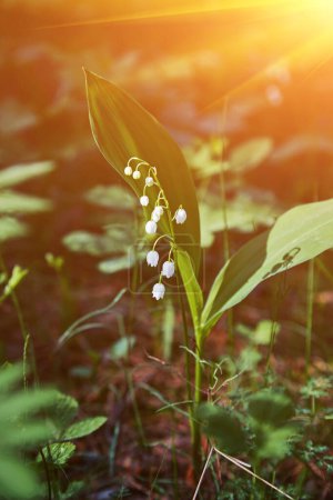 Foto de Lirios del valle hermosas flores blancas en el bosque - Imagen libre de derechos