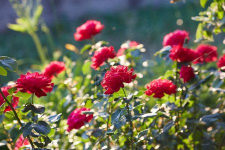 Photo for Close up of beautiful classic red garden roses - Royalty Free Image