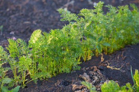 Téléchargez les photos : Green carrot tops in the vegetable garden in summer. - en image libre de droit