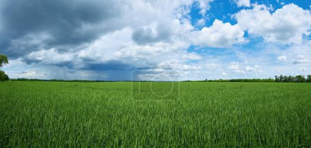 Téléchargez les photos : Gloomy storm clouds over a wheat field, rainy summer - en image libre de droit