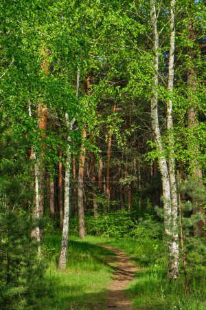 Foto de Hermoso día sinérgico en el bosque. Árboles de abedul entre el camino. - Imagen libre de derechos